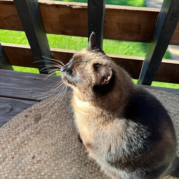 Meet your Posher, Corinna - Picture 5 of 5